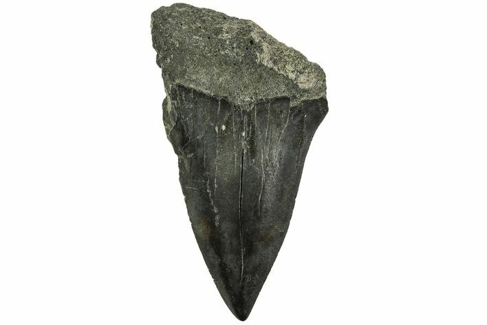Fossil Broad-Toothed Mako Tooth - South Carolina #214702